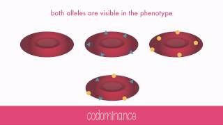 NonMendelian Genetics [upl. by Christabella]