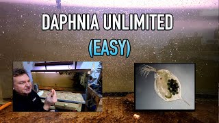 How I Raise Daphnia Water Fleas And You Can Too [upl. by Meluhs921]