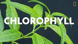 Definitions in the Field Chlorophyll [upl. by Asiel]