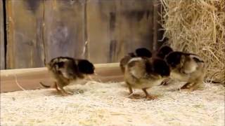 Barnevelder Chicks [upl. by Proulx]