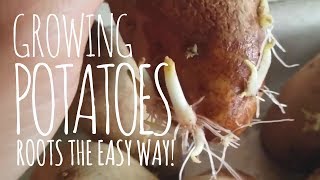 Grow Potato Roots Easy in Water  THE EASIEST METHOD [upl. by Nivre782]