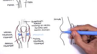 Clinical Anatomy  Knee [upl. by Judi]