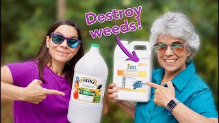 We Tried 30 Natural Vinegar to Kill Weeds  Part 1 [upl. by Mohun]