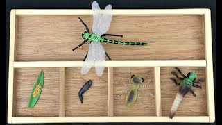 Dragonfly  Life Cycle  Kids  Read Aloud  Story  Activity [upl. by Ainezey]