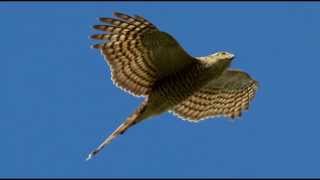 Sparrowhawk Bird Call Bird Song [upl. by Josephson]