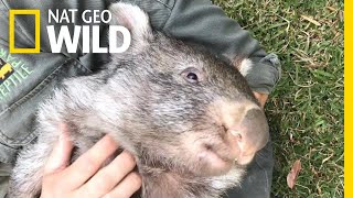 George the Wombat Begins New Life in the Wild  Nat Geo Wild [upl. by Allerym]