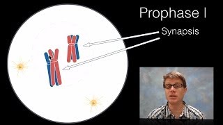 Phases of Meiosis [upl. by Yedrahs101]