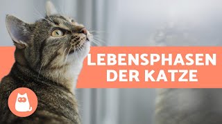 Lebensphasen der Katze  Wann ist mein Kätzchen eine erwachsene Katze [upl. by Naihs985]