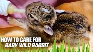 How I Cared For Baby Cottontail  Things to know [upl. by Sherr]