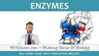 Enzymes  GCSE Biology 91 [upl. by Errol]