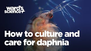 Caring and Culturing for Daphnia [upl. by Wemolohtrab]