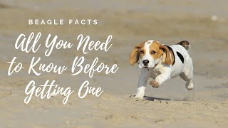 Facts About Beagle Dogs 101All You Need to Know [upl. by Habeh741]