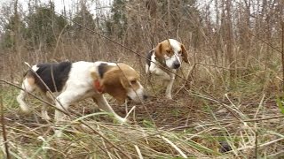 Rabbit Hunt with Great Dogs [upl. by Friede]