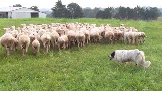 Border Collies Working Dogs amp Their History [upl. by Adolphus]