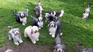 Bearded Collie garden party [upl. by Pirozzo706]