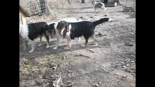 003AVI roper collies mating [upl. by Fadil885]