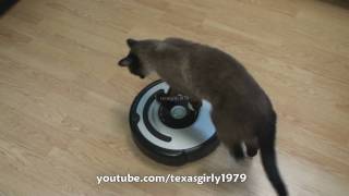 Cat shows HOW TO use iRobot Roomba Vacuum [upl. by Vaish103]