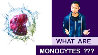 What are Monocytes   Clear Explain [upl. by Anaela]