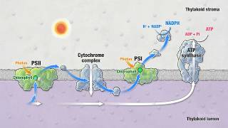 Photosynthesis Part 5 Light Reactions  HHMI BioInteractive Video [upl. by Marquez]