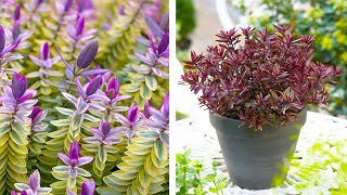 How to Plant Hebe Evergreen Planting Guide [upl. by Kayle]