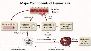 Hemostasis Lesson 1  An Introduction [upl. by Arval]