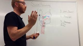 Swallowing Mechanism Three phases [upl. by Keener]