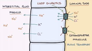 How Does Furosemide Work Understanding Loop Diuretics [upl. by Healion930]