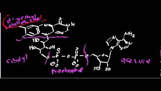 Biochemistry  Succinate Dehydrogenase Complex II [upl. by Zenobia200]