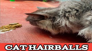 My Cat Vomits Hairball  Why Cat Puke [upl. by Anifad321]