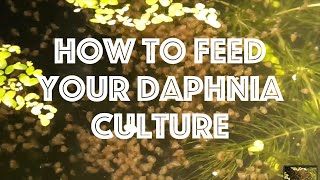 How To Feed Your Daphnia Culture [upl. by Linc88]