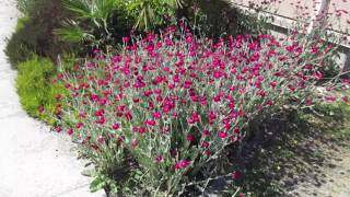 Drought tolerant Perennial Flower Lychnis coronaria [upl. by Enirol]