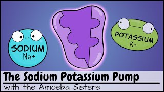 Sodium Potassium Pump [upl. by Mossman]