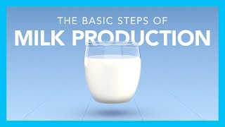 The basic steps of milk production [upl. by Ariaes]