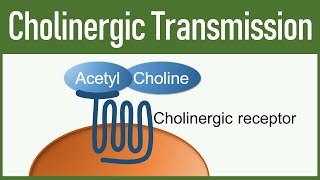 Cholinergic Transmission  Autonomic nervous system [upl. by Oilegor391]