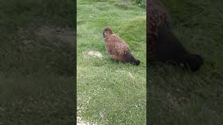 A barnevelder cross silkie broody hybrid [upl. by Connell392]