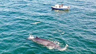 Sea Fishing UK  AMAZING Whale and Dolphin footage  Family fishing Bass Pollack  The Fish Locker [upl. by Nadabas930]