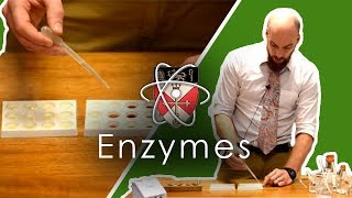 Enzymes  GCSE Science Required Practical [upl. by Eemak]