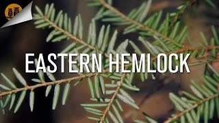 uses of hemlock tree [upl. by Zaccaria124]