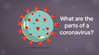 Coronavirus Anatomy Explained Science Simplified [upl. by Roede400]