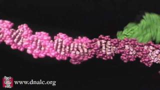 Mechanism of Recombination [upl. by Atalee]