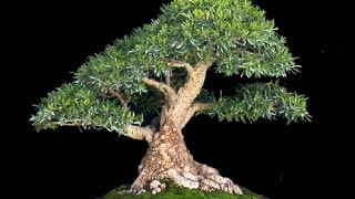 Podocarpus Bonsai Tree Care Guide [upl. by Euqinotna]