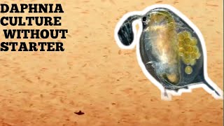 HOW TO CULTURE DAPHNIA NATURALLY WITHOUT A STARTER [upl. by Sula]