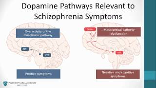 Psychopharmacology Antipsychotics amp The Dopamine Hypothesis [upl. by Rochelle131]