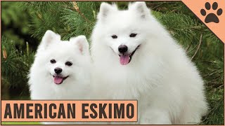 American Eskimo  Dog Breed Information [upl. by Veator]