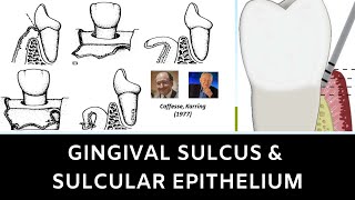 GINGIVAL SULCUS AND SULCULAR EPITHELIUM [upl. by Annaitsirk24]