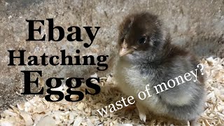 eBay Hatching Eggs A Waste of Money [upl. by Terrilyn]