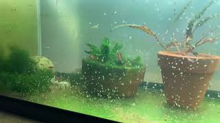 Daphnia Culturing Snails or no snails [upl. by Vincelette]