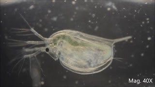 Daphnia magna under the Microscope [upl. by Nivlad]