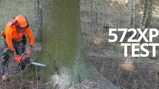 First Review  Husky 572XP Chainsaw In Tough Forest [upl. by Sokim]