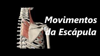 Movimentos da Escápula em 3D [upl. by Nepsa263]